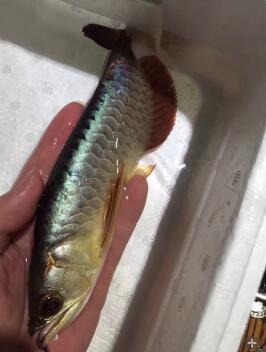 龙鱼麻药使用注意事项